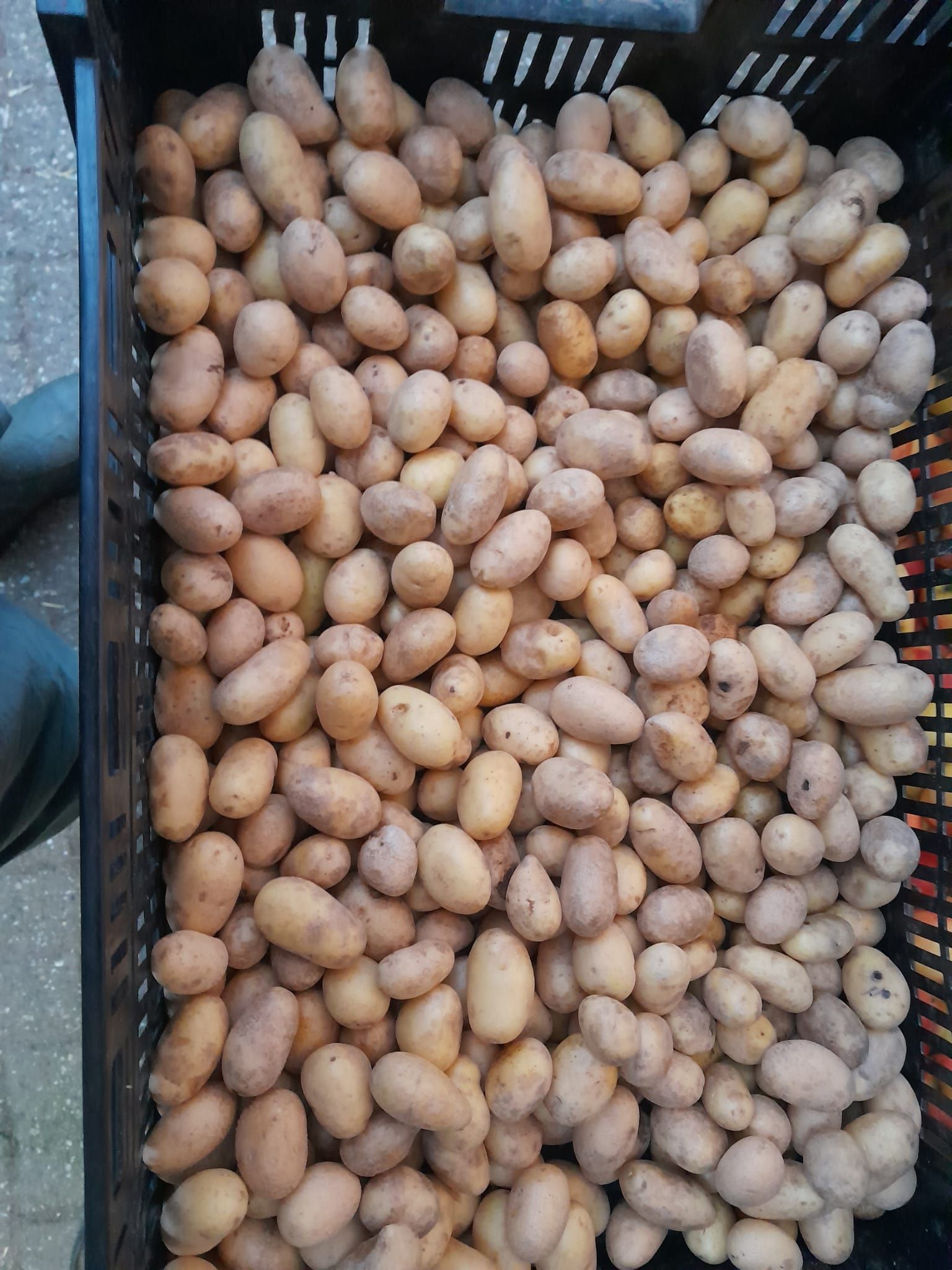 Kerstboodschappen doe je bij Lensink Aardappelen Aalten.